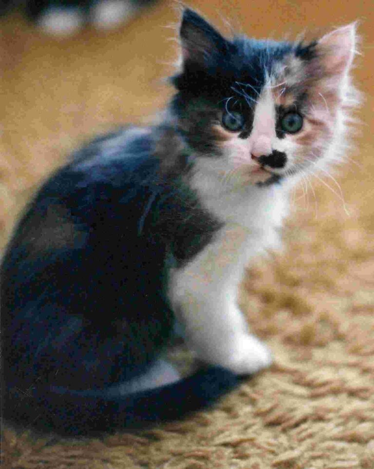 Cat with moustache