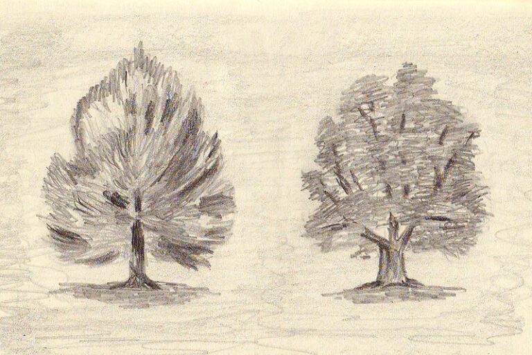 Tree Sketches