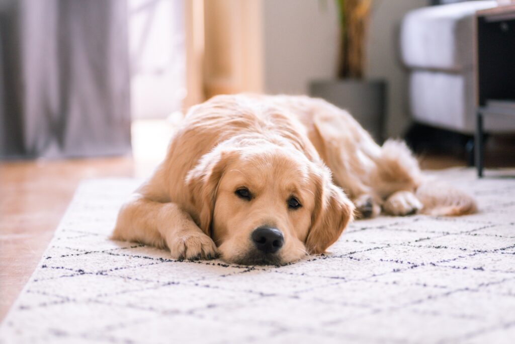 White Labrador